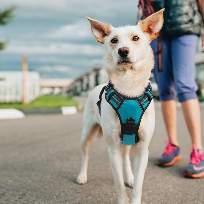 rabbitgoo Dog Harness No Pull with 2 Leash Clips, Adjustable Soft Padded, Reflective Oxford No Choke Pet Vest with Easy Control Handle for Large Dogs, Teal, L | No Choke with Handle, Adjustable Soft Padded, Reflective, Easy Control for Walking, Teal, L... - Image 8