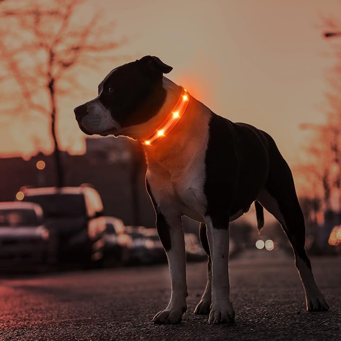 MASBRILL Led Dog Collar, Rechargeable Water-Resistant Flashing Glowing Night Safety Adjustable Illuminated Collar - Image 5