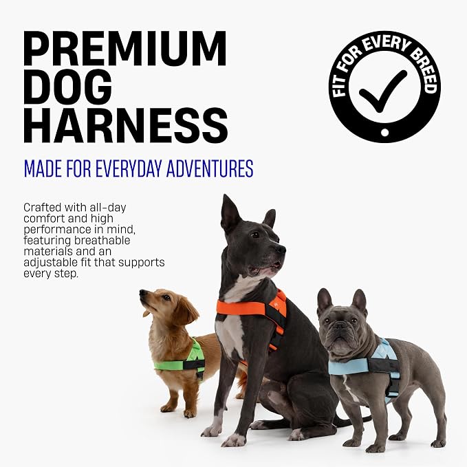 Dog Friendly Co. Dog Harness for Small Dogs (Black, XXSmall) | One Click Buckle, Chafe Resistant Webbing, Adjustable Neck & Chest, and Heavy Duty D-Ring, Sturdy Comfortable and Easy to Use - Image 3