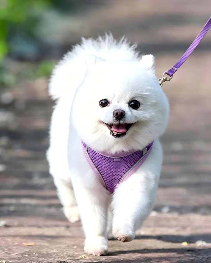 XS Purple Soft Mesh Dog Harness and Leash Set,No Escape Puppy Harnesses for Training Walking， Reflective Adjustable Puppy Vest for Small Medium Dogs, Cats (Purple, XS) - Image 2