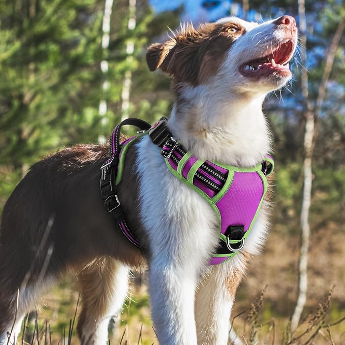 rabbitgoo Dog Harness Medium Sized, No Pull 3 Buckles Easy On & Off | Soft Padded, Walking with Control Handle, Adjustable and Reflective, Purple & Light Green, Medium - Image 8