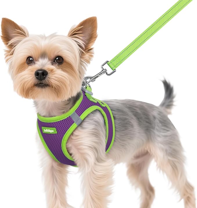 rabbitgoo Dog Harness Small Sized and Leash Set, Step in Soft Vest | Breathable Mesh, Easy Wear with Hook & Loop, Light and Reflective for Walking, Multi-colored, Purple & Green, XS by rabbitgoo