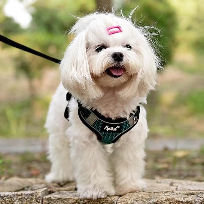 PUPTECK Dog Harness and Leash Set Small Sized, Step in No Pull Adjustable Puppy Cat Harness Reflective Pet Vest - Image 5