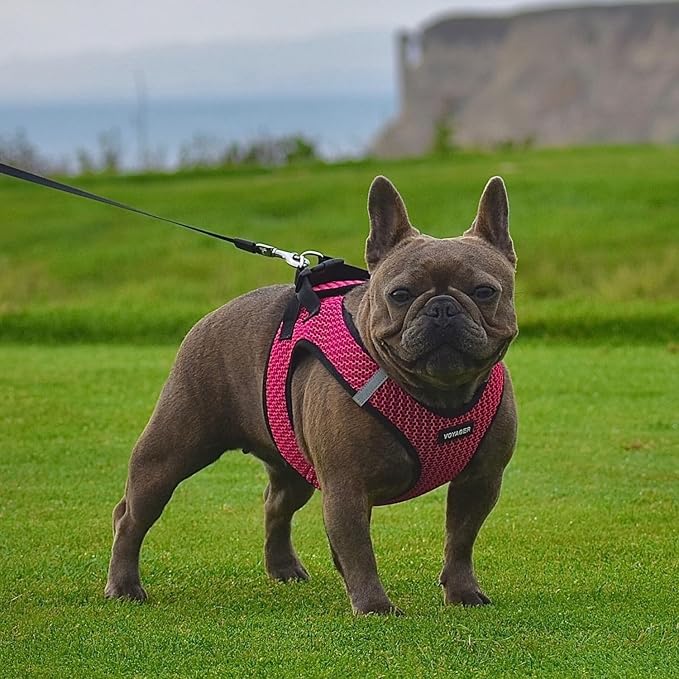Voyager Step-in Air Dog Vest Harness - Fuchsia 2-Tone, Large | 18- 20.5" in Chest, Reflective Bands, All Weather Breathable Air Mesh, Cats Compatible, Lightweight, Fast Drying - Image 7