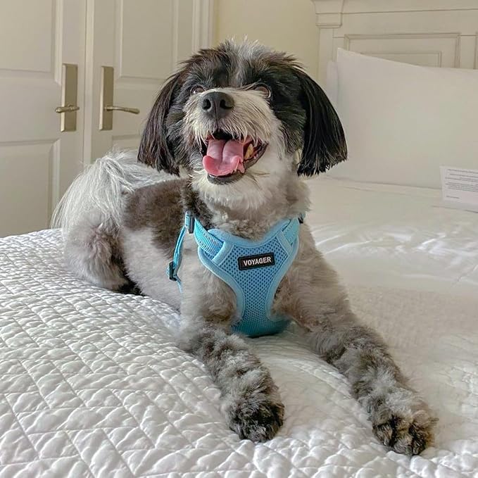 Voyager Step-in Flex Adjustable Dog Harness - Baby Blue, Large | 20 - 25" in Chest, Fully Adjustable, Reflective Bands, All Weather Breathable Air Mesh, Lightweight, Fast Drying - Image 7