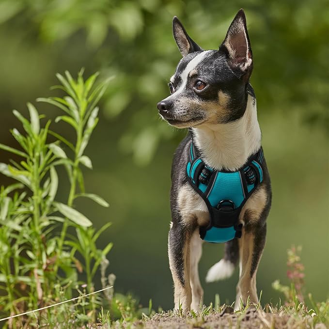 rabbitgoo Dog Harness No Pull with 2 Leash Clips, Adjustable Soft Padded, Reflective Oxford No Choke Pet Vest with Easy Control Handle for Puppy, Teal, XS | No Choke with Handle, Adjustable Soft Padded, Reflective, Easy Control for Walking, Teal, X-Small - Image 8