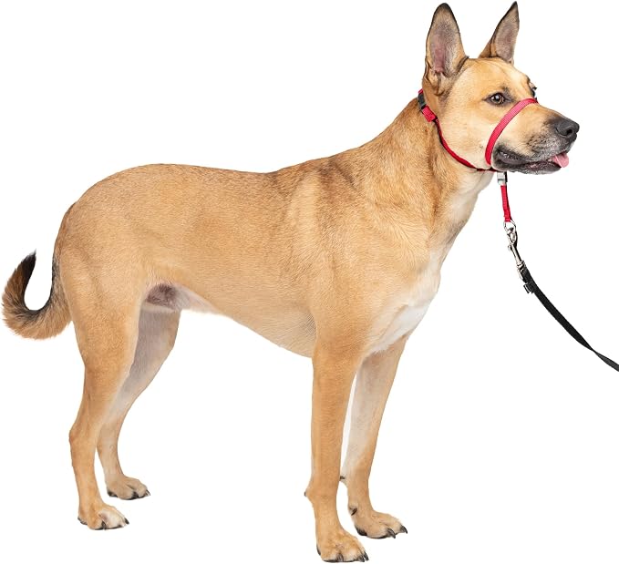 PetSafe Gentle Leader No Pull Dog Headcollar, Red, Medium | Veterinary Behaviorist-Designed No-Pull Headcollar Redirects Pulling Instinct, Padded Neoprene Nose Loop, Quick-Snap Fit by PetSafe