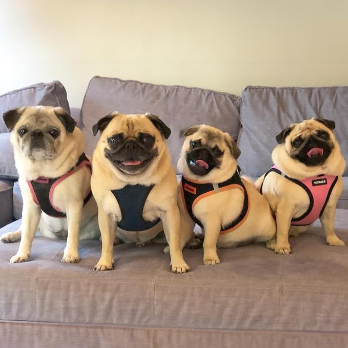 Best Pet Supplies Voyager Step-in Air All Weather Mesh Harness and Reflective Dog 5ft Leash Combo with Neoprene Handle, for Small, Medium and Large Breed Puppies - Blue/Black Trim, X-Large - Image 8