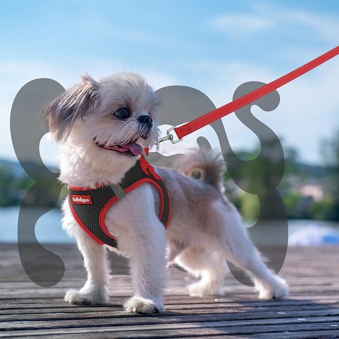 rabbitgoo Dog Harness Small Sized and Leash Set, Step in Soft Vest | Breathable Mesh, Easy Wear with Hook & Loop, Light and Reflective for Walking, Multi-colored, Black & Red, XS - Image 8
