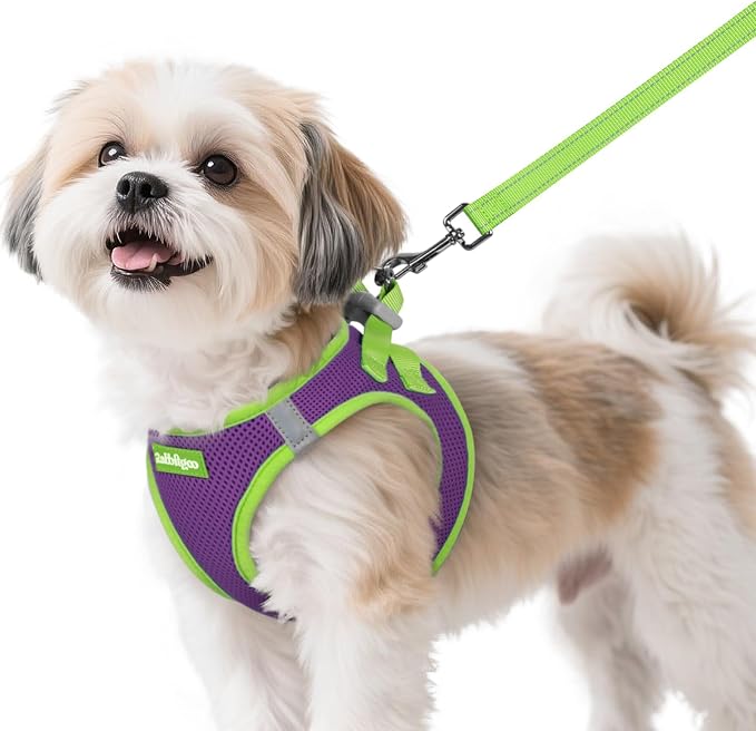 rabbitgoo Dog Harness Small Sized and Leash Set, Step in Soft Vest | Breathable Mesh, Easy Wear with Hook & Loop, Light and Reflective for Walking, Multi-colored, Purple & Green, S by rabbitgoo