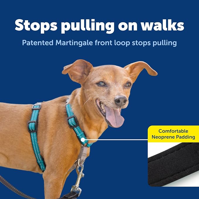 PetSafe Easy Walk 3 in 1 No Pull Dog Harness, Teal, Extra Small | Rests on Chest Not Throat to Reduce Pulling, 5 Adjustment Points, Car Restraint Seatbelt Loop, Reflective Nylon for Low Light - Image 4