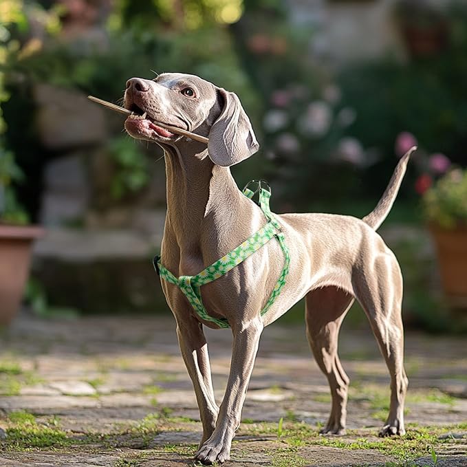 Dog Harness Leash Set Adjustable Heavy Duty No Pull Halter Harnesses for Small Medium Large Breed Dogs Back Clip Anti-Twist Perfect for Walking - Image 2
