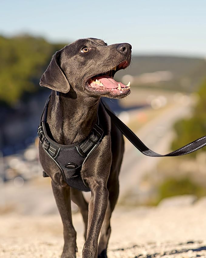 Joytale No Pull Dog Harness Medium Sized Dog, Front Clip, Black | Grab Handle for Instant Control, Padded & Adjustable Vest, Sturdy Metal D-Rings, for Safe Training & Daily Walking - Image 6