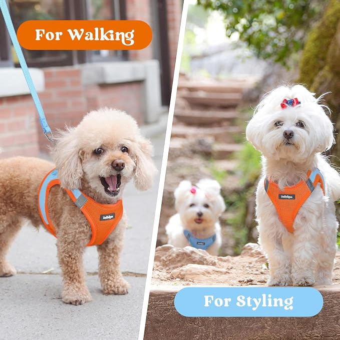 rabbitgoo Step-in Small Dog Harness, Puppy Vest for Small Sized Pet | Easy Put on and off, Lightweight, Soft, Breathable Quick-Dry Air Mesh for Comfortable Secure Walking, Blue & Orange M - Image 9