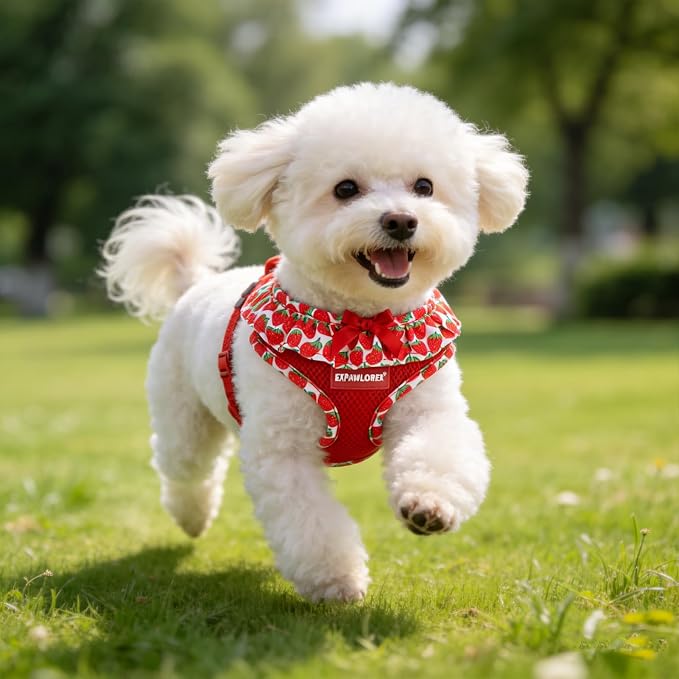EXPAWLORER Step-in Dog Harness Small Sized and Leash Set | Cute Small Dog Harness No Pull Girl, Breathable Soft Mesh Padded, Adjustable Light Puppy Vest for Dogs Cats, Strawberry XS - Image 9