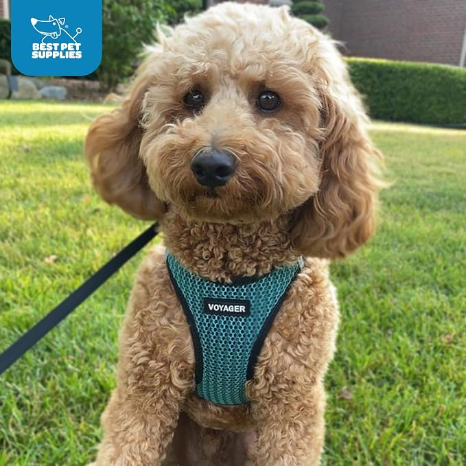 Voyager Step-in Air Dog Harness - All Weather Mesh, Reflective, No Pull Harness for Small, Medium Dogs, Cats - Secure with Hook & Loop Fastener, Buckle, Double D-Rings - Turquoise 2-Tone, XS - Image 10
