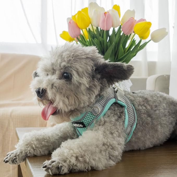 AIITLE Dog Harness and Leash Set, Step-in Puppy Pet Vest, Turquoise XXS | Breathable Mesh, Adjustable Fit, Reflective Design, Padded Leash Handle, for Small-Medium Dogs & Cats, Walking, Training - Image 6
