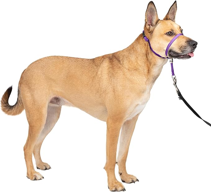 PetSafe Gentle Leader No Pull Dog Headcollar, Deep Purple, Medium | Veterinary Behaviorist-Designed No-Pull Headcollar Redirects Pulling Instinct, Padded Neoprene Nose Loop, Quick-Snap Fit by PetSafe