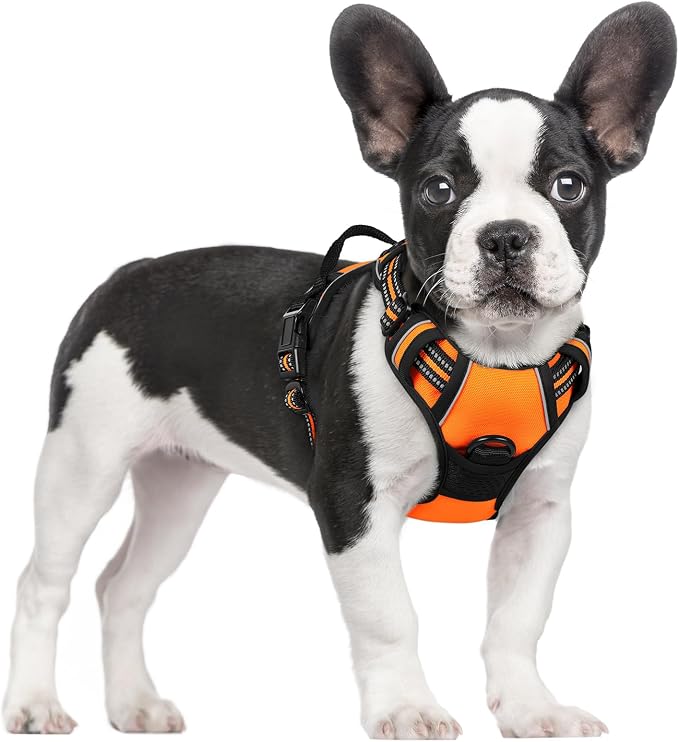 rabbitgoo Dog Harness, No Pull for Small Dogs with 2 Leash Clips, Pet Vest | No Choke with Handle, Adjustable Soft Padded, Reflective, Easy Control for Walking, Orange, Small by rabbitgoo