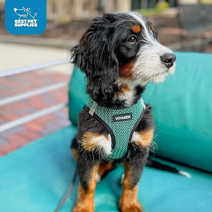 Voyager Step-in Air Dog Harness - All Weather Mesh, Reflective, No Pull Harness for Small, Medium Dogs, Cats - Secure with Hook & Loop Fastener, Buckle, Double D-Rings - Turquoise 2-Tone, XS - Image 9