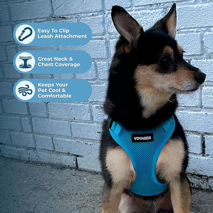 Voyager Step-in Lock Dog Harness - Turquoise, Large | 20 - 25" in Chest, Adjustable, Breathable Air Mesh, Lightweight for Daily Walks, Strong Clips, Heavy Duty D-Ring - Image 3