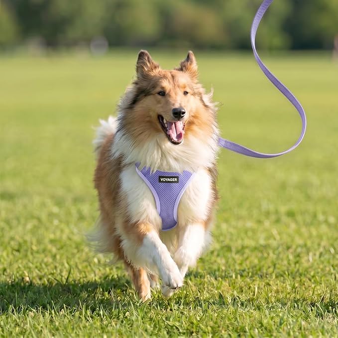 Best Pet Supplies Voyager Step-in Air All Weather Mesh Harness and Reflective Dog 5ft Leash Combo with Neoprene Handle, for Small, Medium and Large Breed Puppies - Lavender, XXS - Image 7