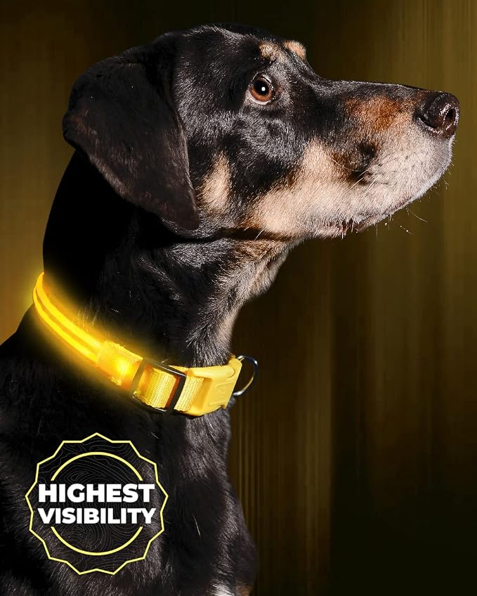 ILLUMISEEN LED Dog Collar USB Rechargeable - Bright & High Visibility Lighted Glow Collar for Pet Night Walking - Weatherproof, in 6 Colors & 6 Sizes (Yellow XX-Small) by Illumiseen