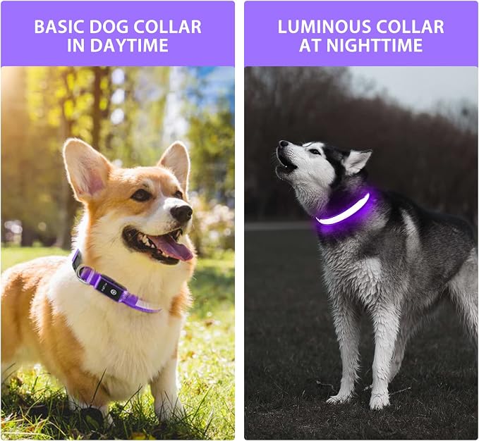 PcEoTllar Light up Dog Collar, for Night Walking, Adjustable, Purple, L | Colorful RGB Light, Waterproof, For Small Medium and Large Dogs, Durable Material, USB to Charge - Image 3