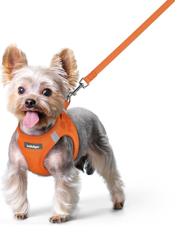 rabbitgoo Dog Harness Small Sized and Leash Set, Step-in Puppy Pet Vest | Light, Soft, Breathable Air Mesh, Easy on and Remove with Hook & Loop, Secure Reflective for Walking, Orange XS by rabbitgoo
