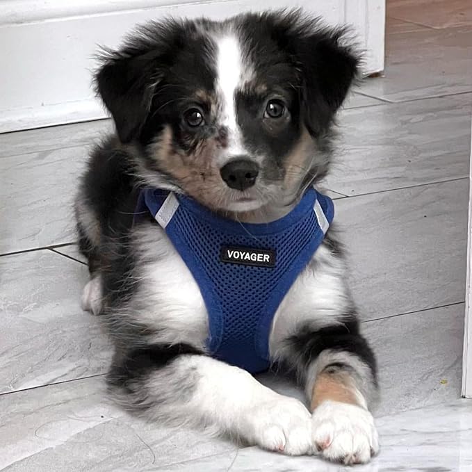 Best Pet Supplies Voyager Step-in Air All Weather Mesh Harness and Reflective Dog 5ft Leash Combo with Neoprene Handle, for Small, Medium and Large Breed Puppies - Royal Blue, XXX-Small - Image 7