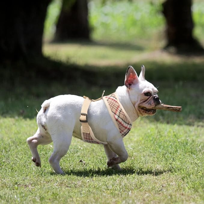 PUPTECK Small Dog Harness and Leash Set No Pull for XS XXS Sized Dogs Puppy | Escape Proof No Choke Pet Cat Adjustable Soft Padded Walking Vest - Image 7