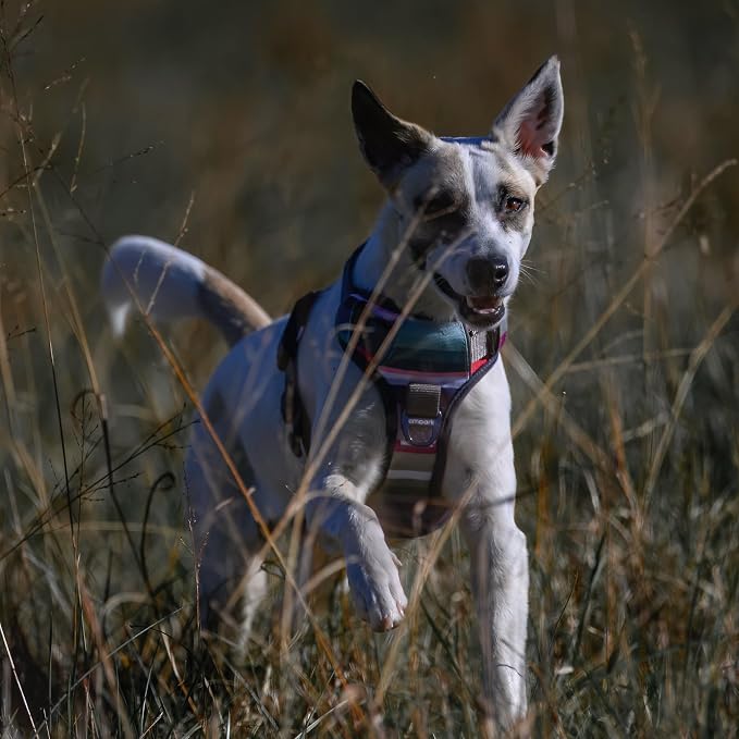 Embark No Pull Dog Harness, Reflective Adjustable Training Vest, No Choke | Adjustable straps fit all dog breeds with sturdy hooks; 360° reflective trim, soft padded Harness Design for All Dogs - Image 8