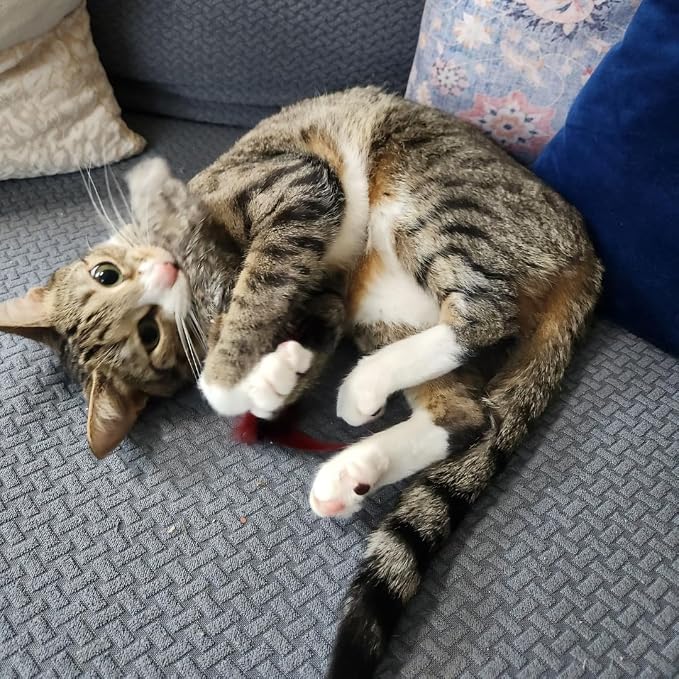 GoCat Da Fur Thing Cat Toy, Rabbit Fur and Feather Toy Stuffed with Catnip - Image 2
