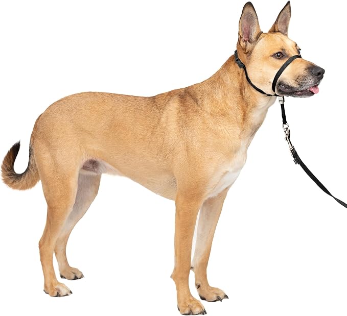 PetSafe Gentle Leader No Pull Dog Headcollar, Black, Medium | Veterinary Behaviorist-Designed No-Pull Headcollar Redirects Pulling Instinct, Padded Neoprene Nose Loop, Quick-Snap Fit by PetSafe