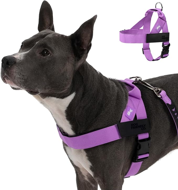Dog Friendly Co. Dog Harness for Small Dogs, Adjustable (Purple, Extra Small) by DogFriendly