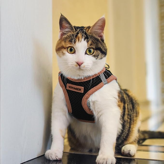 Voyager Step-in Air Dog Vest Harness - Black/Orange Trim, Medium | 16 - 18" in Chest, Reflective Bands, All Weather Breathable Air Mesh, Cats Compatible, Lightweight, Fast Drying - Image 8