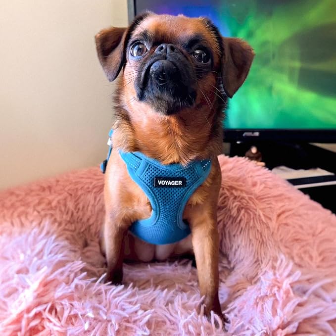 Voyager Step-in Flex Adjustable Dog Harness - Turquoise, Large | 20 - 25" in Chest, Fully Adjustable, Reflective Bands, All Weather Breathable Air Mesh, Lightweight, Fast Drying - Image 7