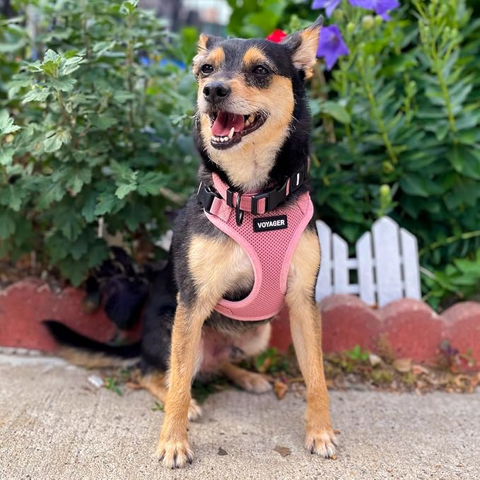 Voyager Step-in Lock Dog Harness - Pink, Large | 20 - 25" in Chest, Adjustable, Breathable Air Mesh, Lightweight for Daily Walks, Strong Clips, Heavy Duty D-Ring - Image 8