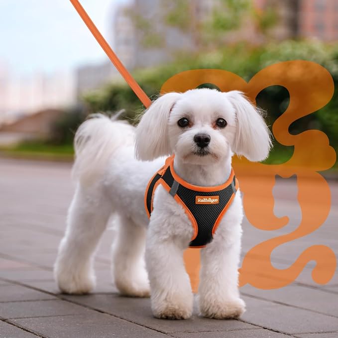 rabbitgoo Dog Harness Small Sized and Leash Set, Step in Soft Vest | Breathable Mesh, Easy Wear with Hook & Loop, Light and Reflective for Walking, Multi-colored, Black & Orange, M - Image 8