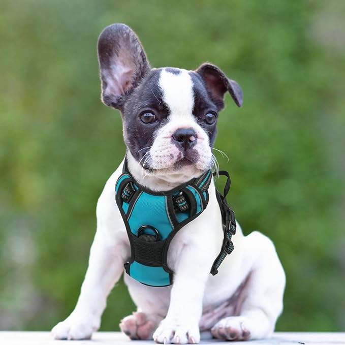 rabbitgoo Dog Harness, No Pull for Small Dogs with 2 Leash Clips, Pet Vest | No Choke with Handle, Adjustable Soft Padded, Reflective, Easy Control for Walking, Teal, Small - Image 8