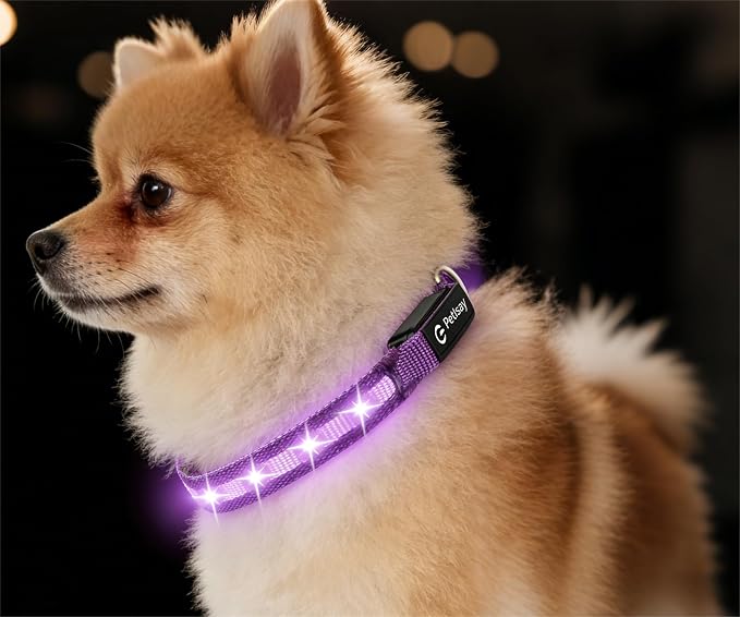 Super Bright LED Dog Collar, Waterproof Light up Collars(Purple, X-Small) | Lighted Dog Collar with Adjustable Fit, Soft Nylon Comfort, USB-C Rechargeable, Glow in the Dark Visibility for Night Walks by PetIsay