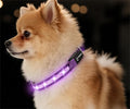 Super Bright LED Dog Collar, Waterproof Light up Collars(Purple, X-Small) | Lighted Dog Collar with Adjustable Fit, Soft Nylon Comfort, USB-C Rechargeable, Glow in the Dark Visibility for Night Walks by PetIsay