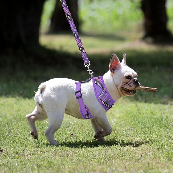 PUPTECK Small Dog Harness and Leash Set No Pull for XS XXS Sized Dogs Puppy | Escape Proof No Choke Pet Cat Adjustable Soft Padded Walking Vest - Image 6
