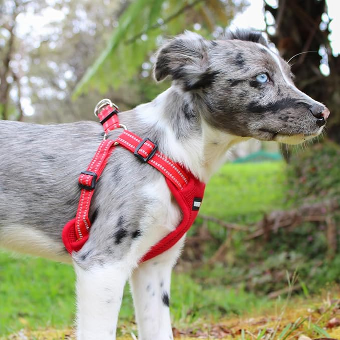 Voyager Step-in Flex Adjustable Dog Harness - Red, Medium | 17 - 21" in Chest, Fully Adjustable, Reflective Bands, All Weather Breathable Air Mesh, Lightweight, Fast Drying - Image 7