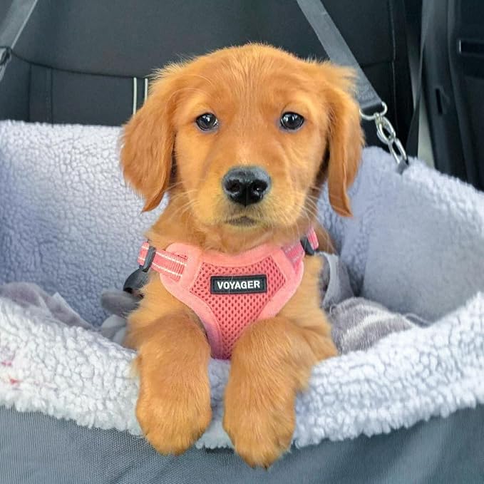 Best Pet Supplies Voyager Adjustable Step-in Flex Breathable Mesh Dog Harness for Small Medium Large Dogs Leash Set (Pink), L - Image 7