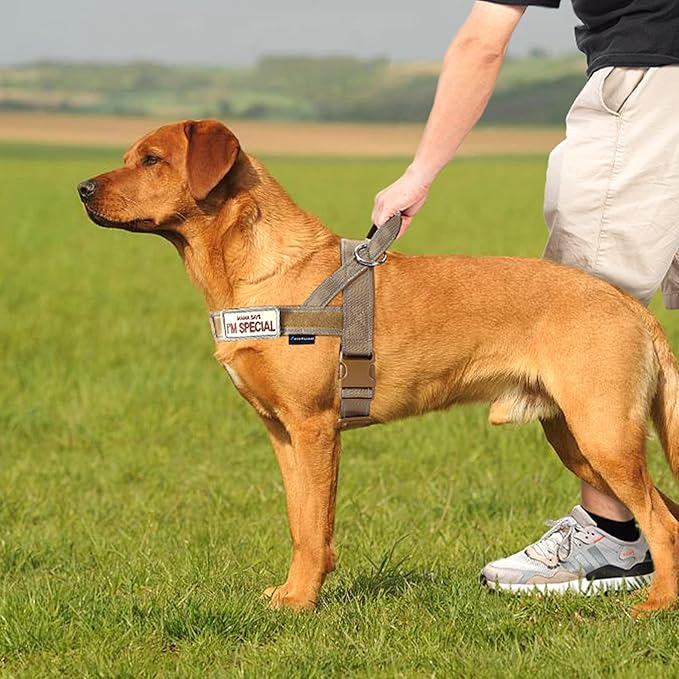 Annchwool No Pull Dog Harness with Padded Handle+5 Ft Leash,Reflective Strip Escape Proof and Quick Fit to Adjust Dog Harness,Easy for Training Walking for Small & Medium and Large Dogs(Brown-Set,M) - Image 7