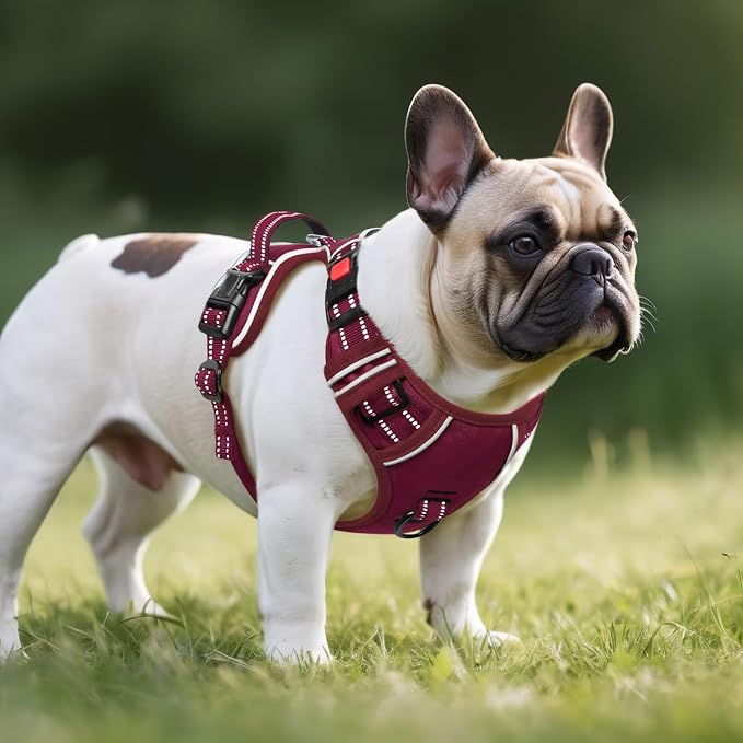 Timos Dog Harness Small Sized, Neck Quick Release with Buckles, Burgundy, S | Easy On & Off, No Pull No Choke, Adjustable Reflective Soft Padded, Front & Back 2 Clips and Handle for Walking Training - Image 6