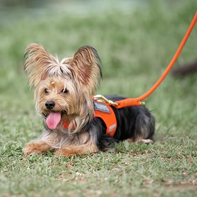 5FT Dog Leash 5/16 inch Puppy Cat Rope Lead | Orange, with Anti-tangle Swivel Clip, Comfortable Non-slip Grip Handle, Ideal for Daily Walks, for Small Medium Dogs - Image 7