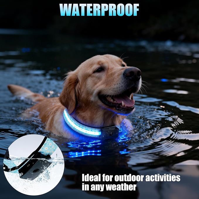 LED Dog Collar Rechargeable, Brightest Light Up Dog Collars, Daisy M | 1,600 Feet of High Visibility, Magnetic Charging, Glow in Dark Dog, Nylon Materials, Lights for Night Walking - Image 2