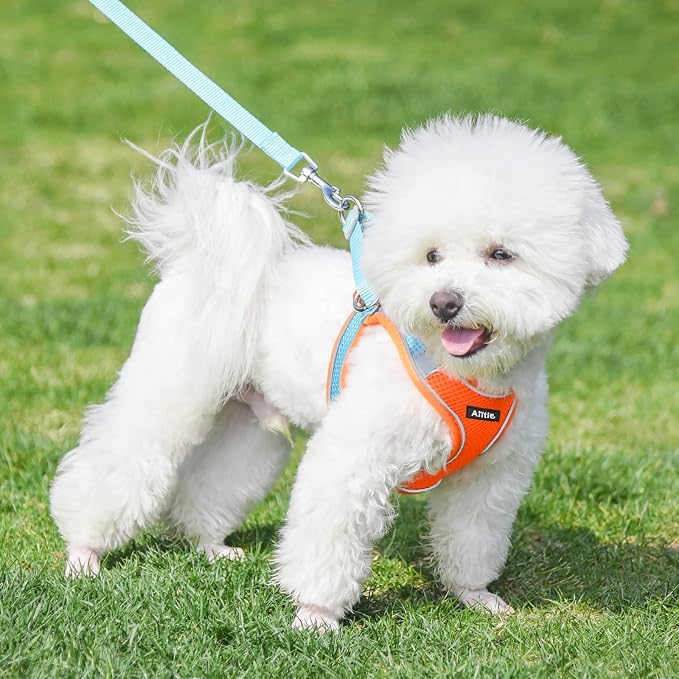 AIITLE Small Dog Harness and Leash Set, Step-in Puppy Pet Vest, Orange XXS | Breathable Mesh, Adjustable Fit, Reflective Design, Padded Leash Handle, for Small-Medium Dogs & Cats, Walking, Training - Image 3